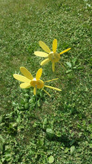 Early Bloomer 8 inch Spinning Daisies (Pack of 12) as low as $22.46