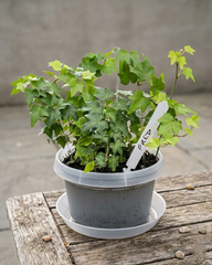Plant Marker