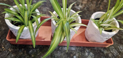 Rectangle Saucer