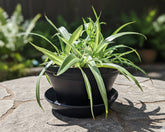 Austin Planter - Over 7 inch Multi Size & Color Plastic Flower Pot, Seedling & Nursery Planter with Saucers