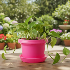 Bowl, 7 inch with saucer