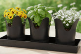 Austin Planter Saucer Rectangle 11.5 x 3.25 inches Black 5 Pack …