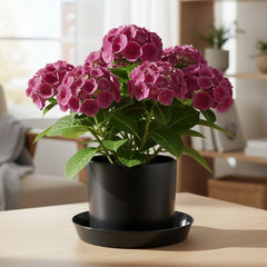 Bright Colored Saucers