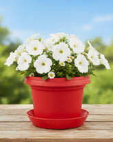 12 inch Red Pot with Saucer Free while Supplies Last, (one per address)