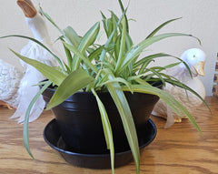 Bowl, 7 inch with saucer