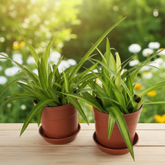 Austin Planter Plastic Flower Pots with Saucers, 4 inch, Terra Cotta 5 Pack, Planter, Nursery Planter, Colorful Pots with Saucers