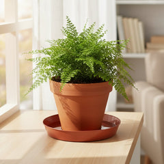 Bright Colored Saucers