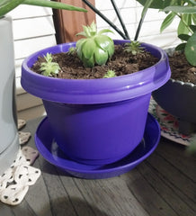 Bowl, 7 inch with saucer