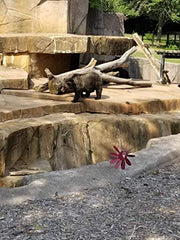 Spinning Daisy, 3 sizes, various colors.