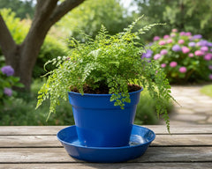 Bright Colored Saucers