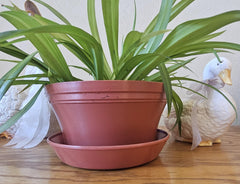 Bowl, 7 inch with saucer