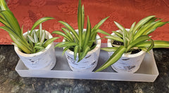 Rectangle Saucer