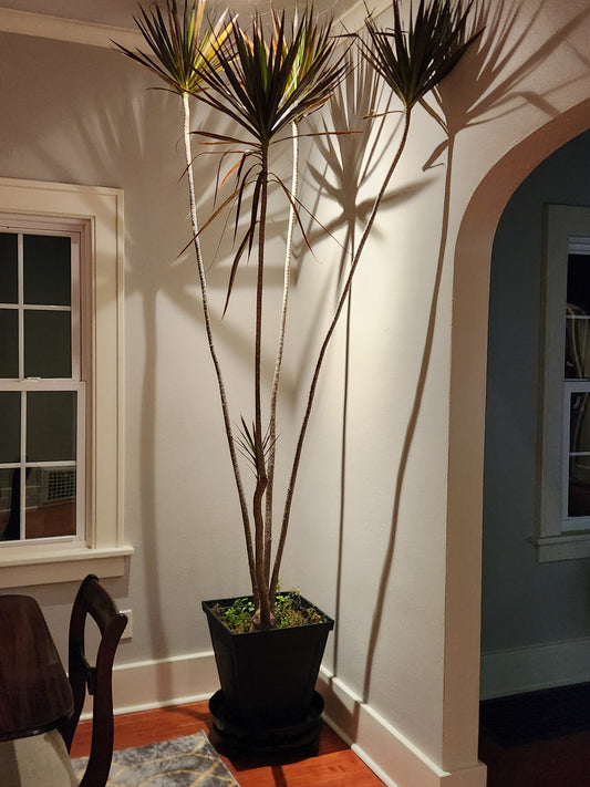 Large Austin Planter saucer with a square pot