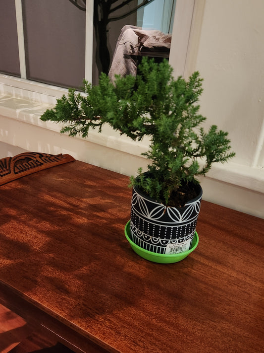 Lime Green Austin Planter saucer