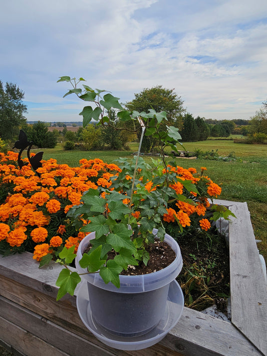 Austin Planter clear saucer and flower pot.  limited availability