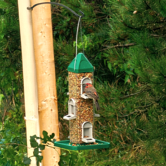 Squirrel-Proof Your Bird Feeder: Lasting Fixes That Work