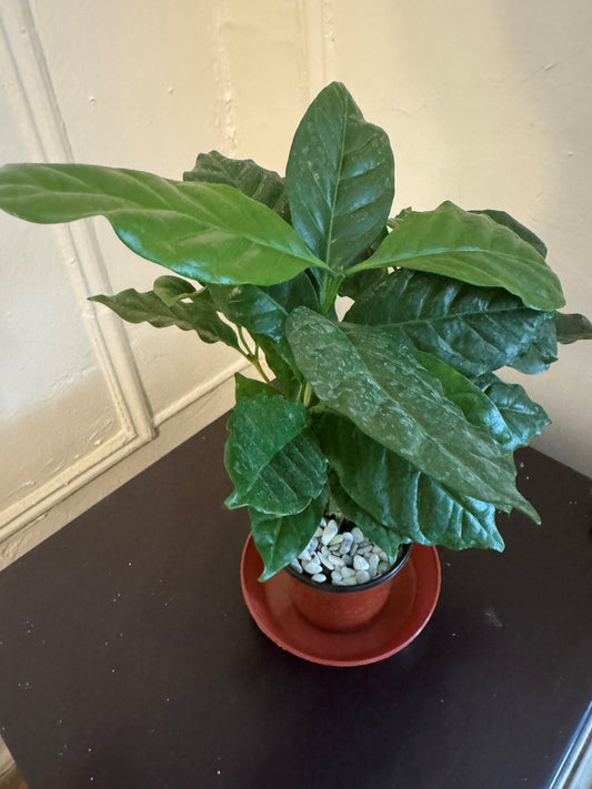 Austin Planter terra cotta colored saucer with customer supplied pot