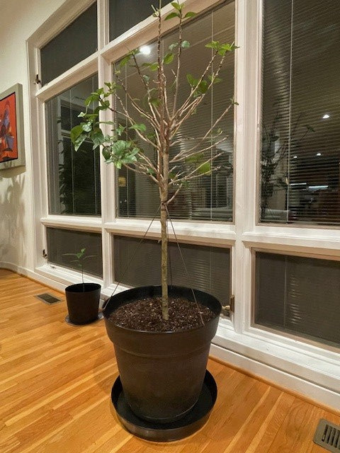 Austin Planter black saucer with customer supplied pot