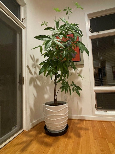 Austin Planter black saucer with customer supplied pot.