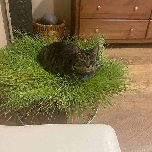 Cat Grass Bed featuring an Austin Planter White Granite Saucer