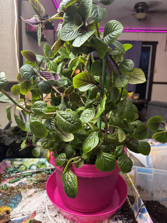 Austin Planter pink flower pot and saucer