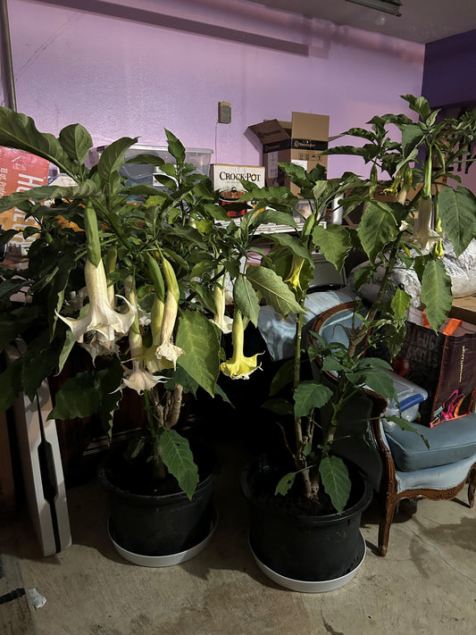 Austin Planter white granite colored saucers with customer suookied pots.