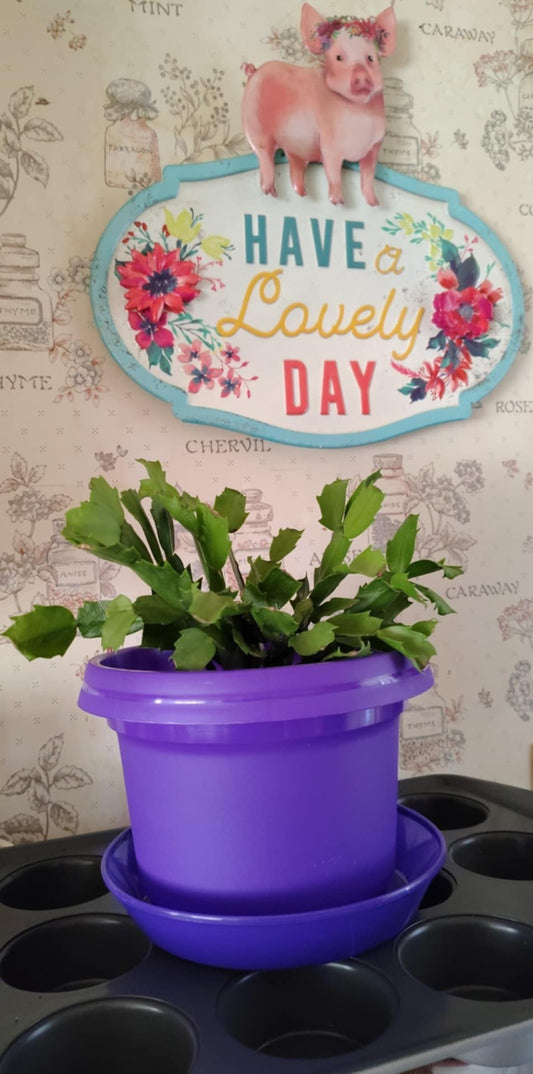 Austin Planter purple flower pot and saucer photo