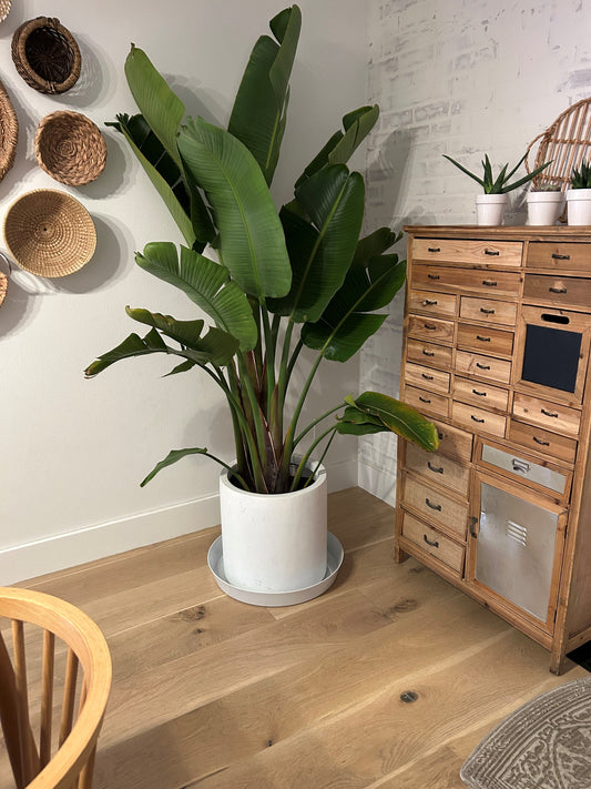 Austin Planter white grantite saucer with customer suppkied pot