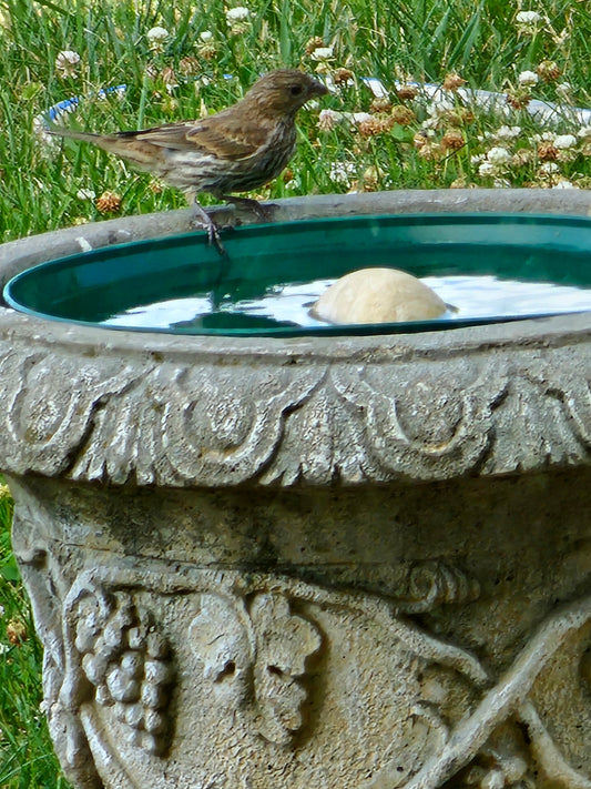 Austin Planter hunter green saucer as a bird bath liner.