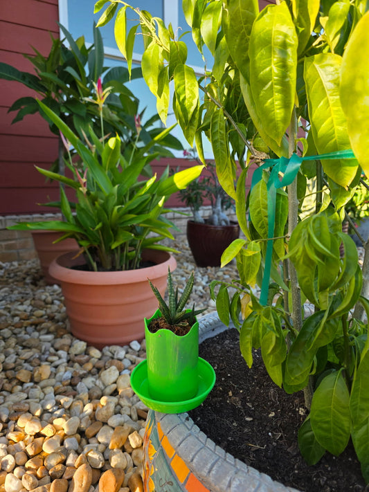 Austin Planter wavy pot with saucers