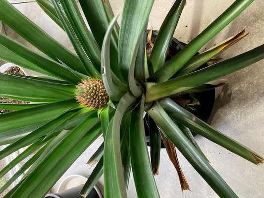 Pineapple grown in the Midwest, using a black Austin Planter saucer