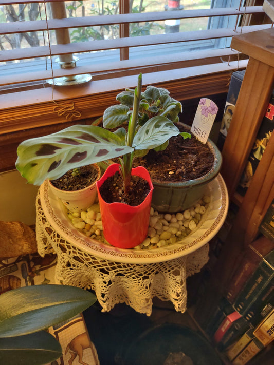  my prayer plant in red Wavy pot