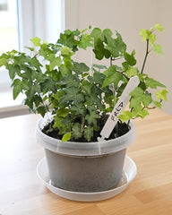 Austin Planter Plant Marker, Plant Label, qty 10