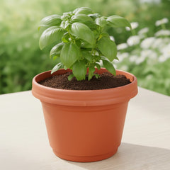 LAP 12 inch flower pot and saucer 5 pack