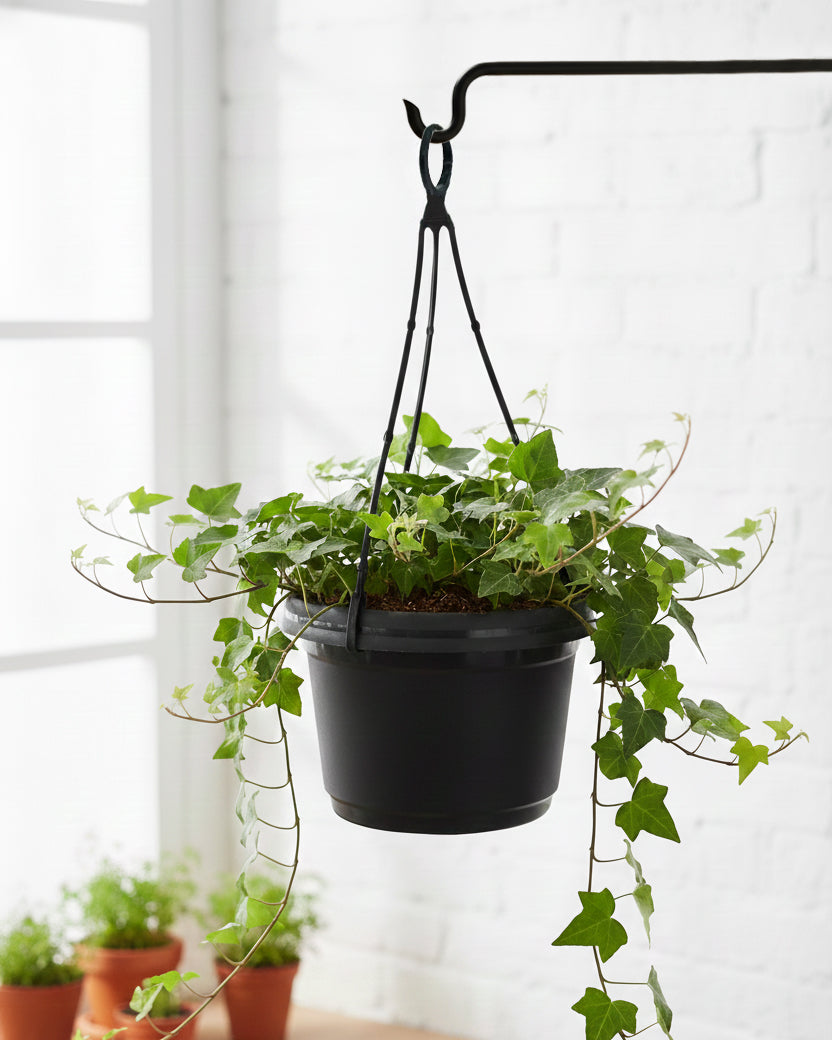 Austin Planter under 7 inch - Multi Size & Color Plastic Flower Pot, Seedling & Nursery Planter with Saucers