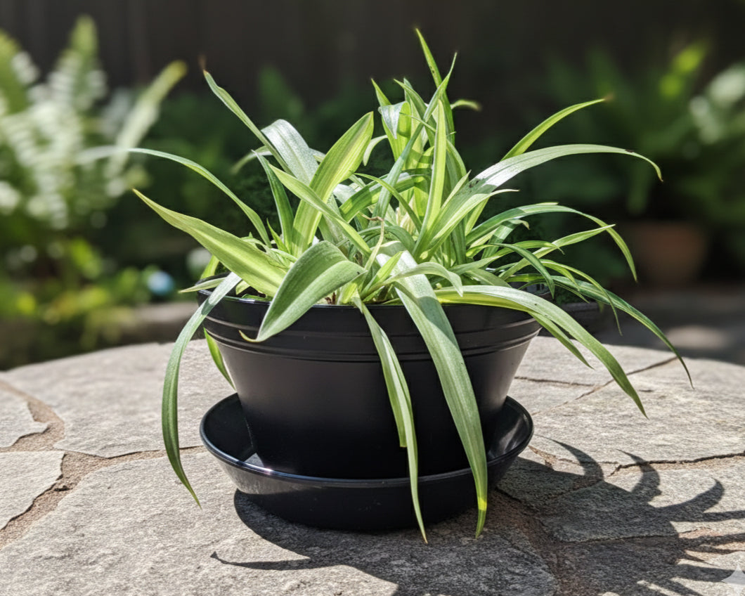 Austin Planter over 7 inch - Multi Size & Color Plastic Flower Pot, Seedling & Nursery Planter with Saucers