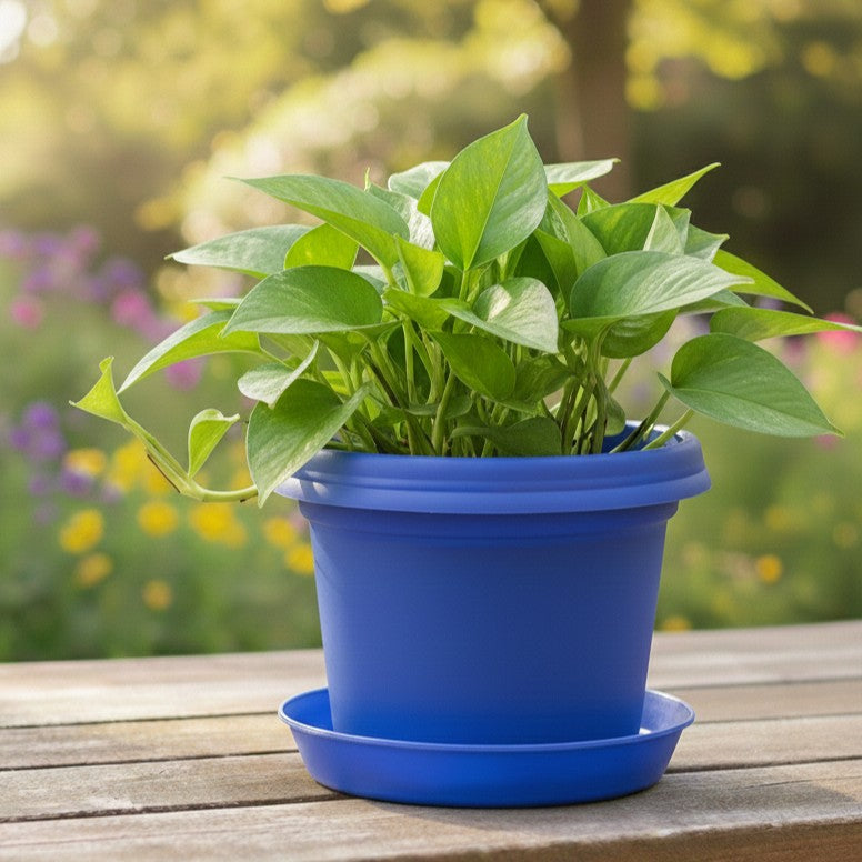Austin Planter Plastic Flower Pot, Seedling & Nursery Planter with Saucers or hangers
