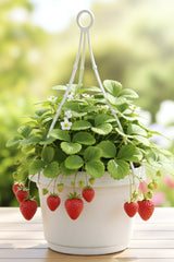 Austin Planter, Plastic Hanging Flower Pot, (7 inch, White Granite) 5 Pack