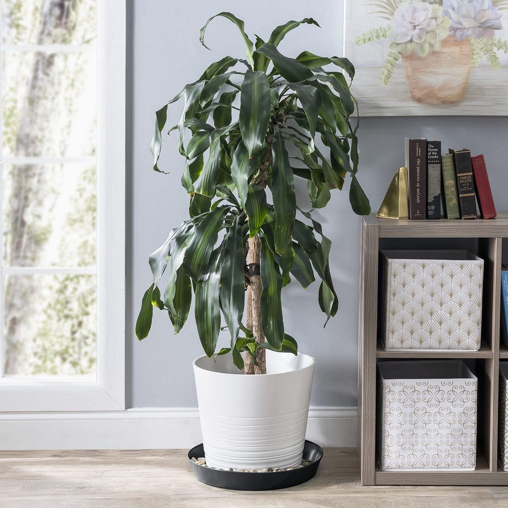 Austin Planter 10 Inch (8.3in Base) Single Plant Saucer - Hunter Green Colored Polypropylene Made in USA