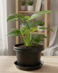 Austin Planter Case of 5 - Multi Size & Color Plastic Flower Pot, Seedling & Nursery Planter with Saucers