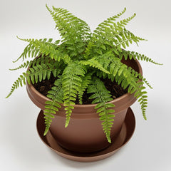 Austin Planter Case of 5 - Multi Size & Color Plastic Flower Pot, Seedling & Nursery Planter with Saucers