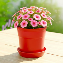 Austin Planter Plastic Flower Pots with Saucers, 4 inch, Red 5 Pack, s Planter, Nursery Planter, Colorful Flower Pots with Saucers