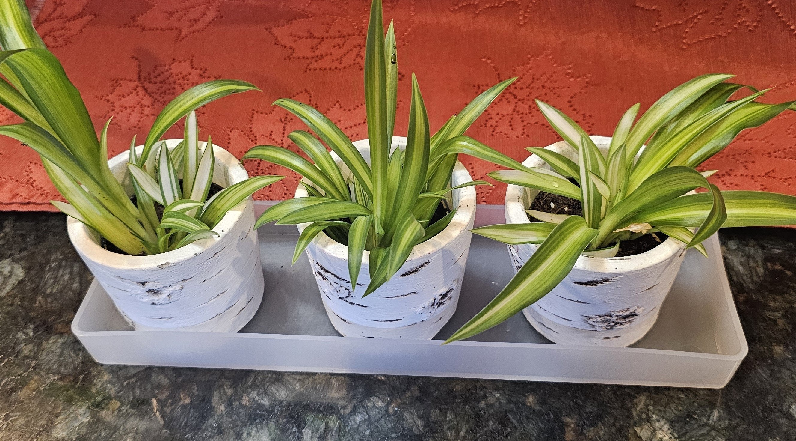 indoor planter with saucer Austin Planter 8AS-N5pack 8 in. Clear Saucer