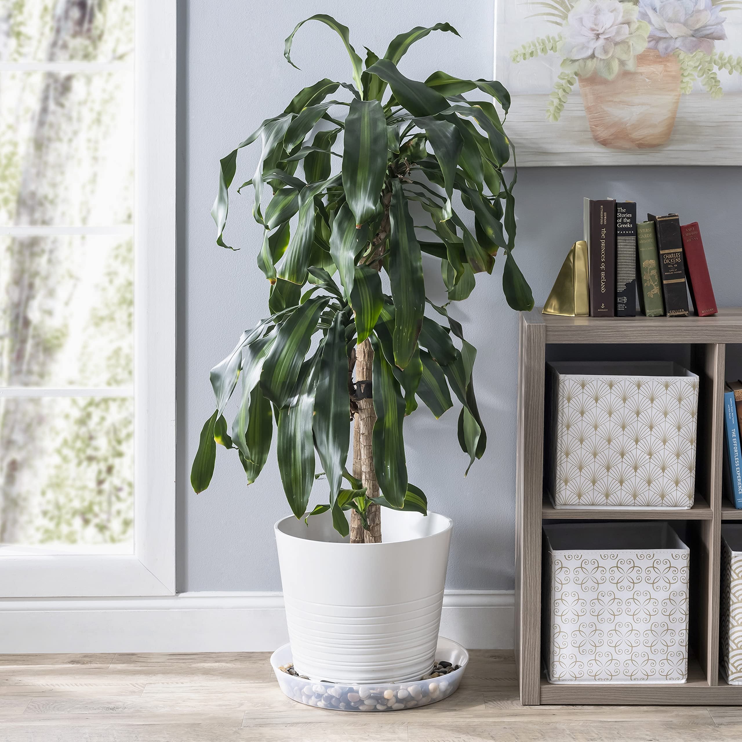 ikea plant saucer Austin Planter 8AS-N5pack 8 in. Clear Saucer
