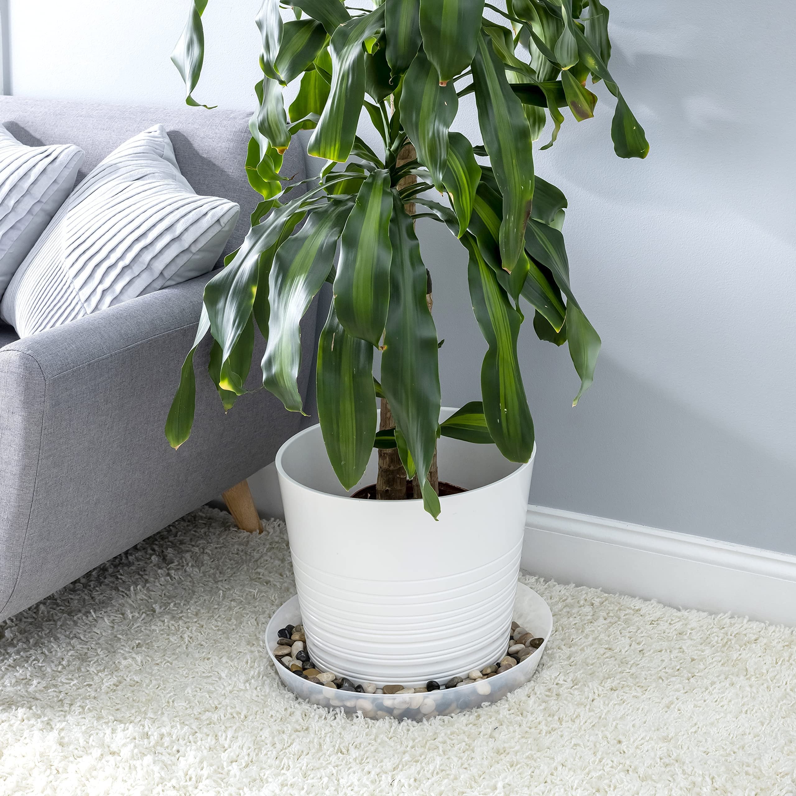 indoor plant saucer Austin Planter 8AS-N5pack 8 in. Clear Saucer