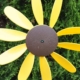 Classic Spinning Daisy | Sun Flower