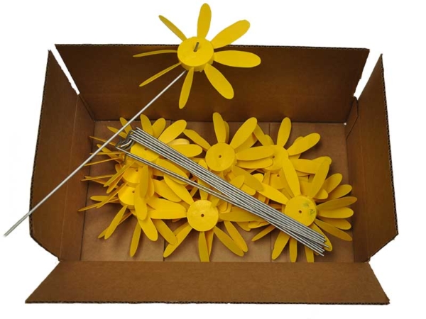 Early Bloomer Spinning Daisies | 12 Pack