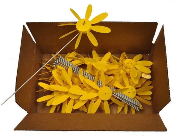 Early Bloomer Spinning Daisies | 24 Pack