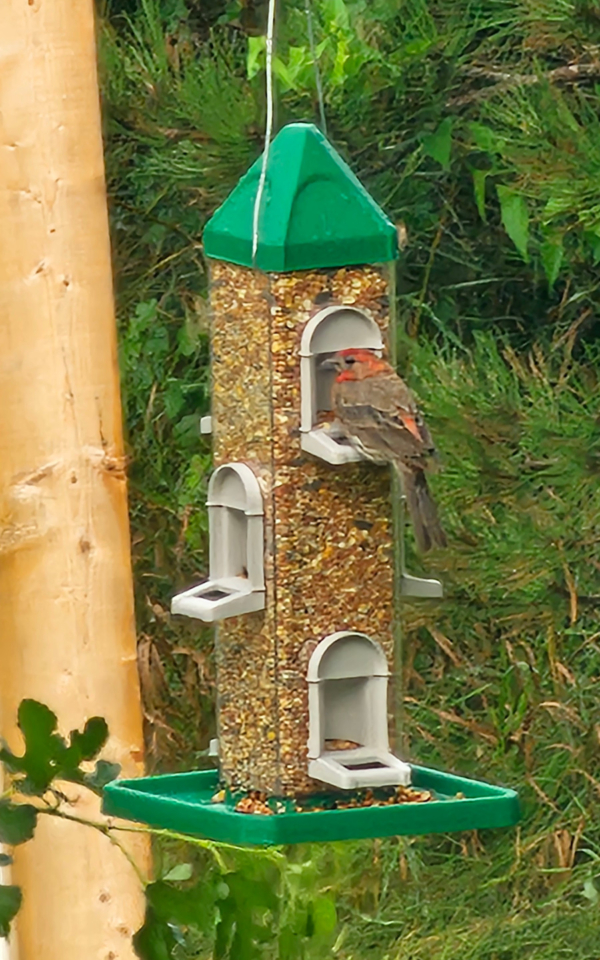 Oriole Bird Feeders